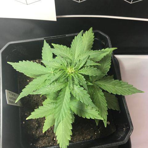 WABC #4 growlog timeline photo