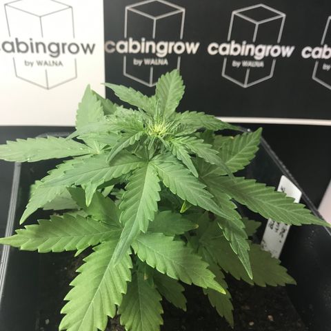 WABC #4 growlog timeline photo