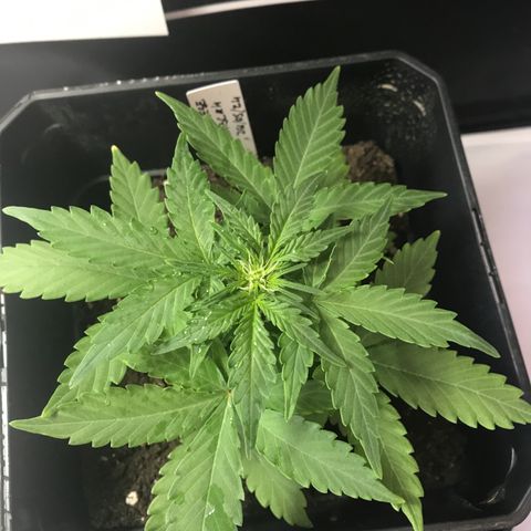 WABC #4 growlog timeline photo