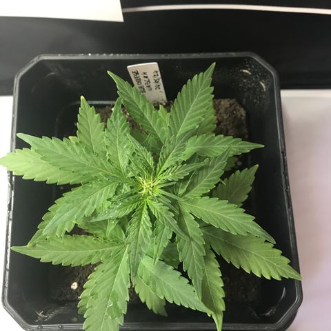 WABC #4 growlog timeline photo