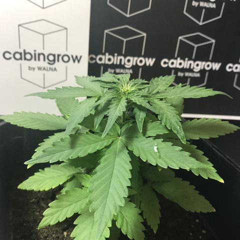 WABC #4 growlog timeline photo