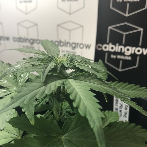 WABC #4 growlog timeline photo