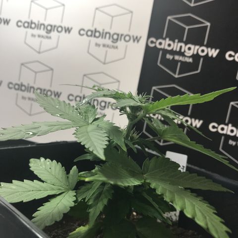WABC #4 growlog timeline photo