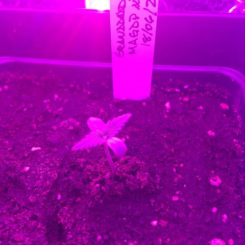 MAGDP #2 growlog timeline photo