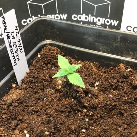 MAGDP #2 growlog timeline photo