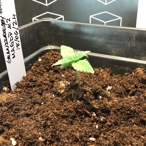 MAGDP #2 growlog timeline photo