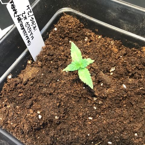 MAGDP #2 growlog timeline photo