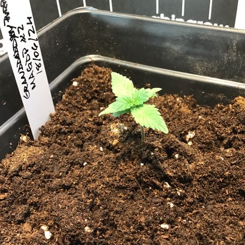 MAGDP #2 growlog timeline photo