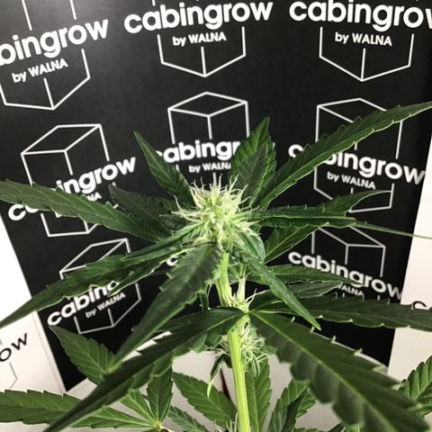 MHOR #5 growlog timeline photo