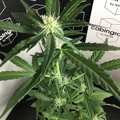 MHOR #5 growlog timeline photo