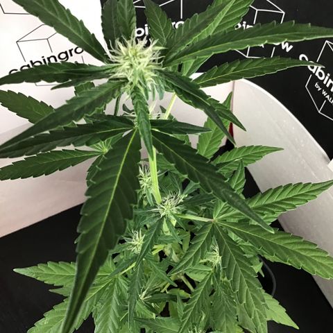 MHOR #5 growlog timeline photo