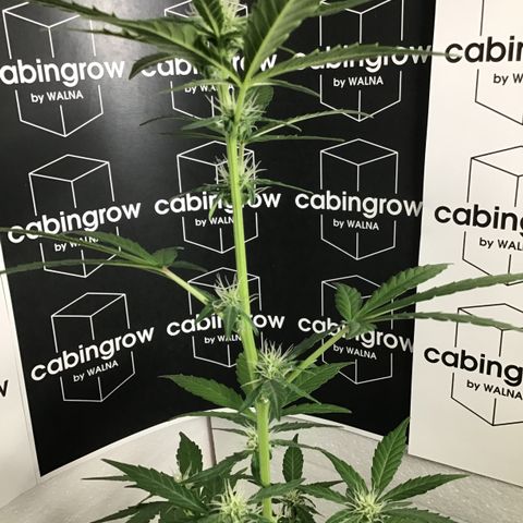 MHOR #5 growlog timeline photo