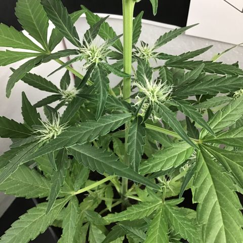 MHOR #5 growlog timeline photo