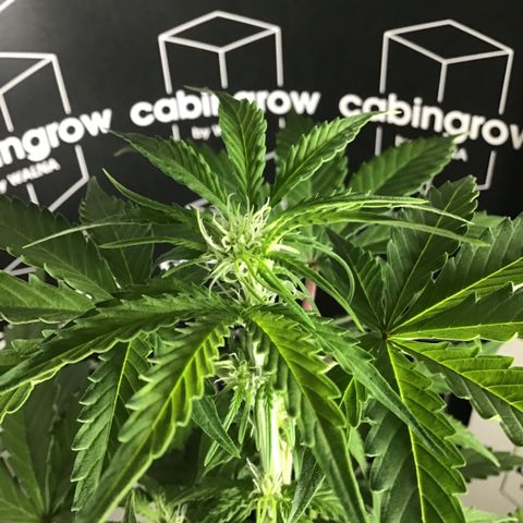 MHMW #3 growlog timeline photo