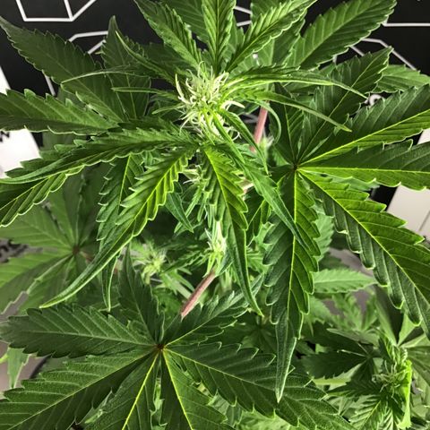 MHMW #3 growlog timeline photo