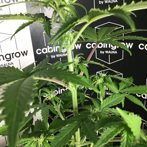 MHMW #3 growlog timeline photo