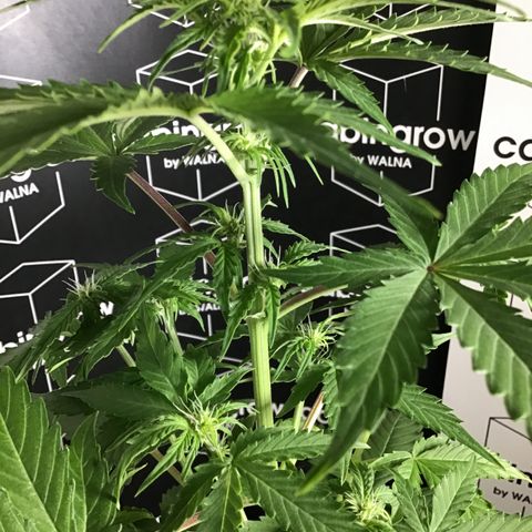 MHMW #3 growlog timeline photo