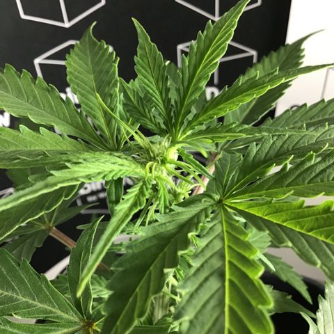 MHMW #2 growlog timeline photo