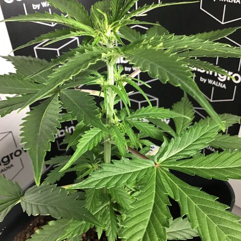 MHMW #2 growlog timeline photo