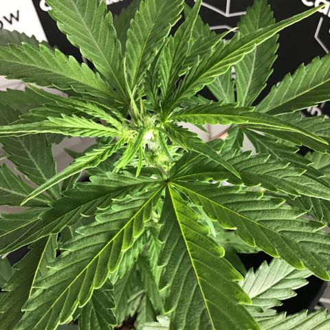MHMW #2 growlog timeline photo