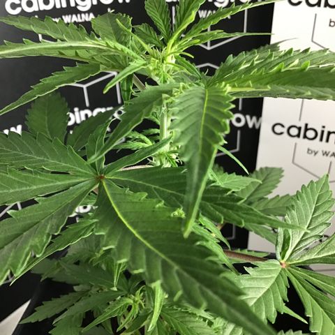 MHMW #2 growlog timeline photo