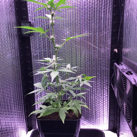 MHOR #5 growlog timeline photo