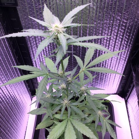 MHOR #5 growlog timeline photo