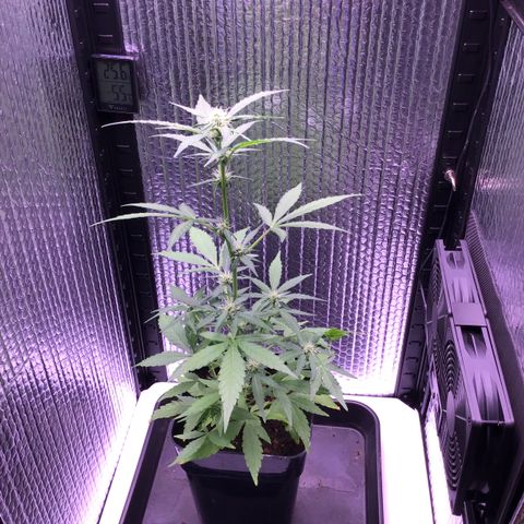 MHOR #5 growlog timeline photo