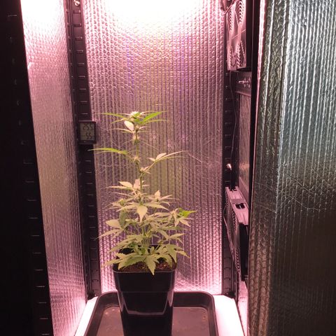 MHOR #5 growlog timeline photo