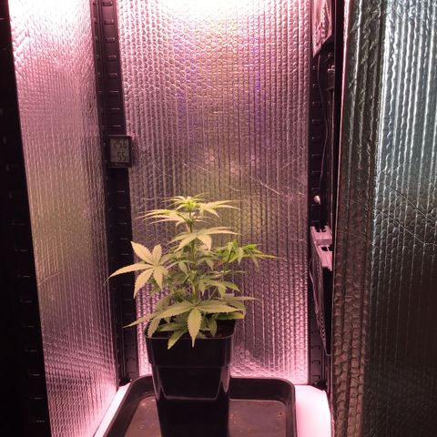 MHMW #3 growlog timeline photo