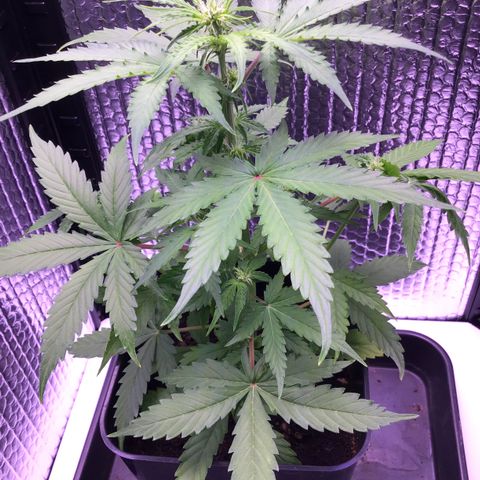 MHMW #3 growlog timeline photo