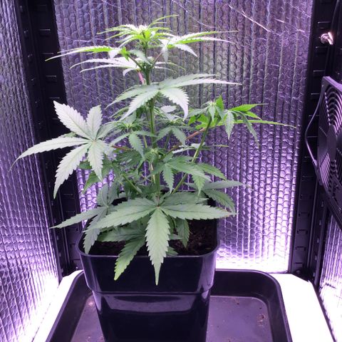 MHMW #3 growlog timeline photo