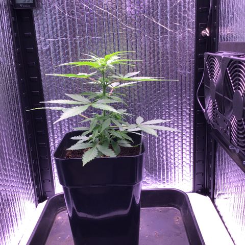MHMW #2 growlog timeline photo