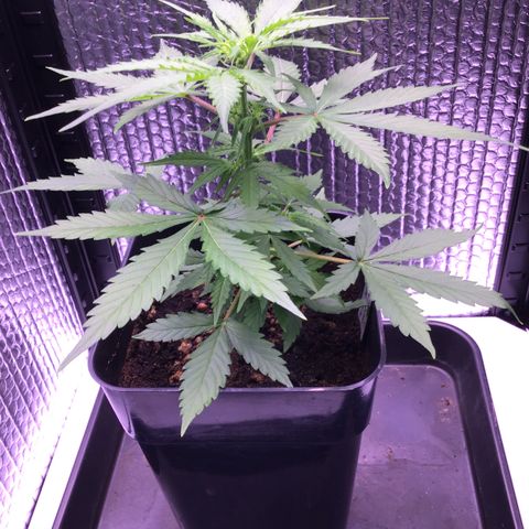 MHMW #2 growlog timeline photo