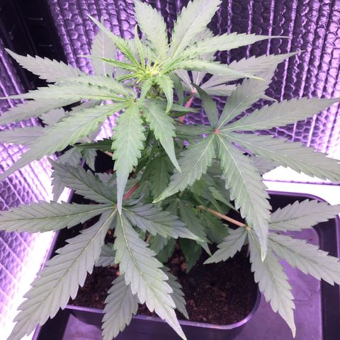 MHMW #2 growlog timeline photo