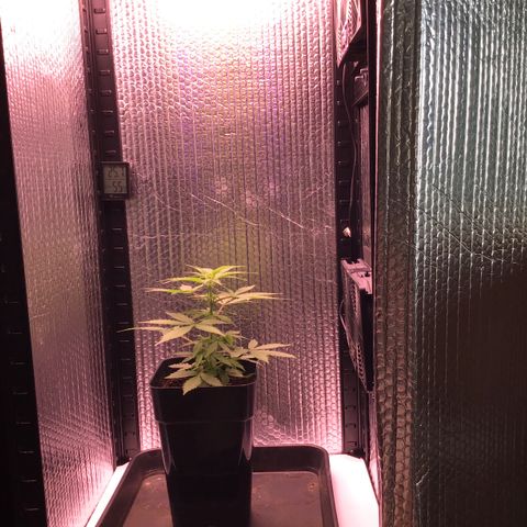 MHMW #2 growlog timeline photo