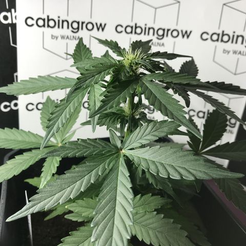 WABC #4 growlog timeline photo