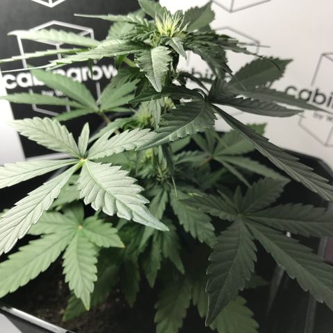 WABC #4 growlog timeline photo