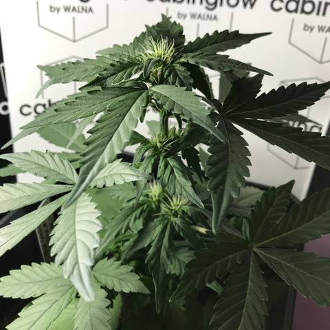 WABC #4 growlog timeline photo