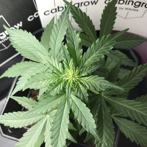 WABC #4 growlog timeline photo