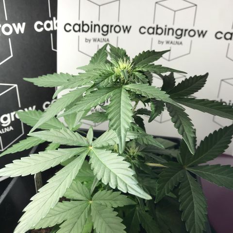 WABC #4 growlog timeline photo
