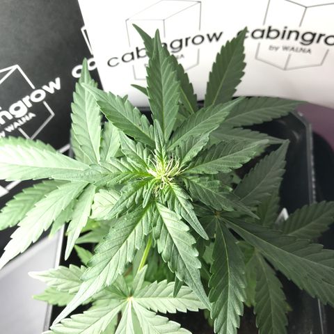 WABC #4 growlog timeline photo