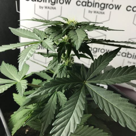 WABC #4 growlog timeline photo