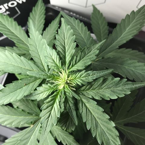 WABC #4 growlog timeline photo