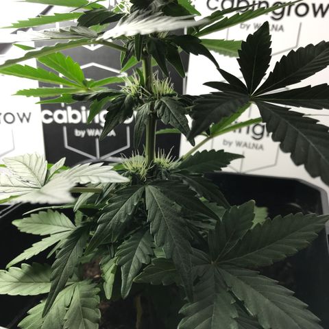WABC #4 growlog timeline photo
