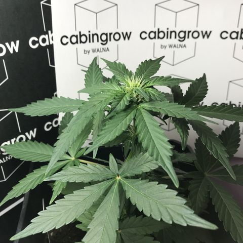 WABC #4 growlog timeline photo