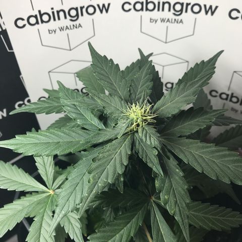 WABC #4 growlog timeline photo