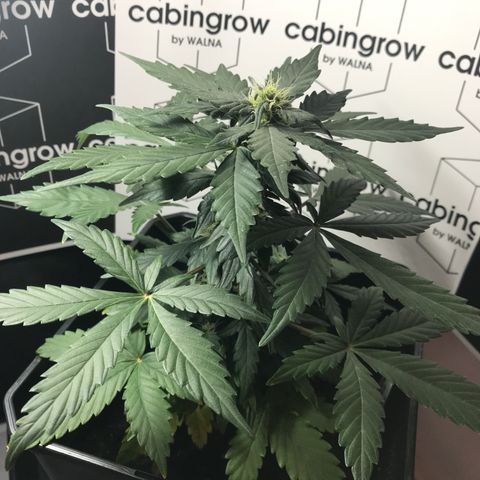 WABC #4 growlog timeline photo
