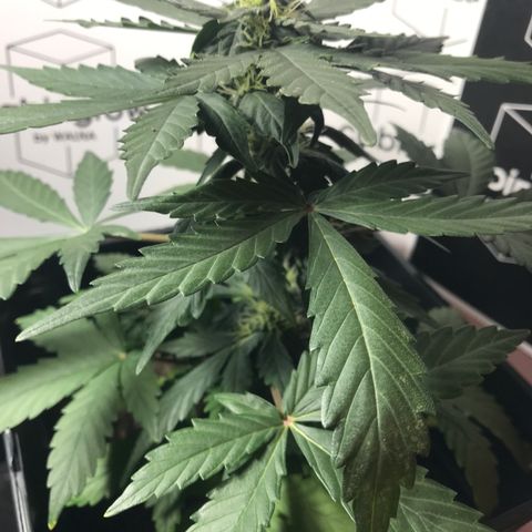 WABC #4 growlog timeline photo