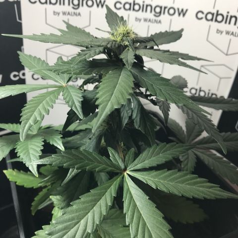 WABC #4 growlog timeline photo